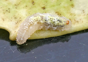 Pyjamazweefvlieg larve wiki entomart