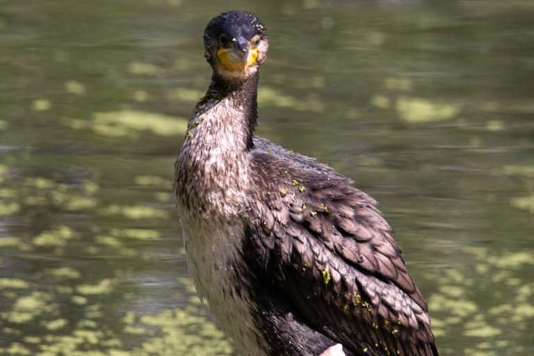 aalscholver