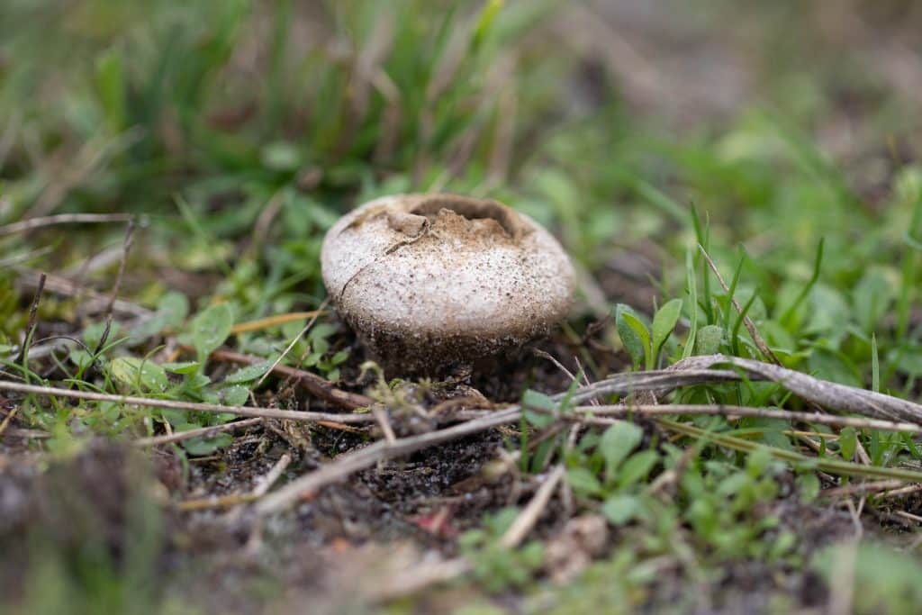 Afgeplatte stuifzwam