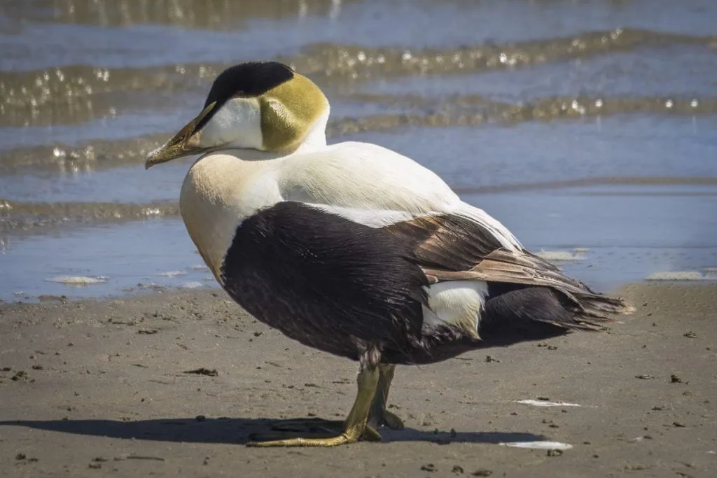 Eider