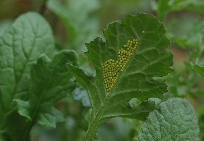 sint-jacobsvlinder,sint jacobsvlinder,jakobsvlinder