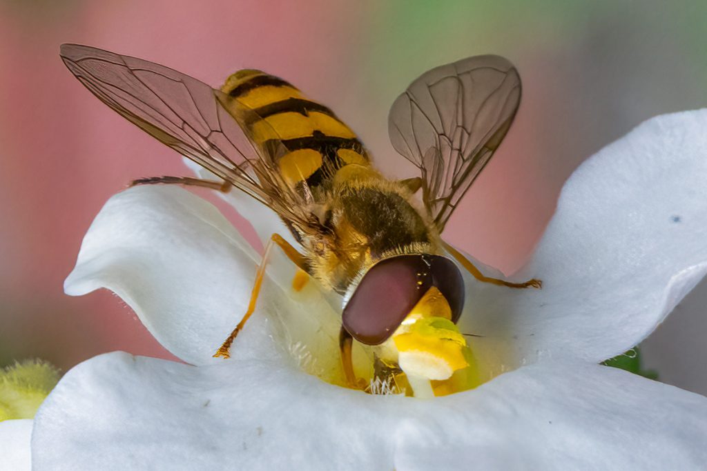 Gele komma­zweefvlieg