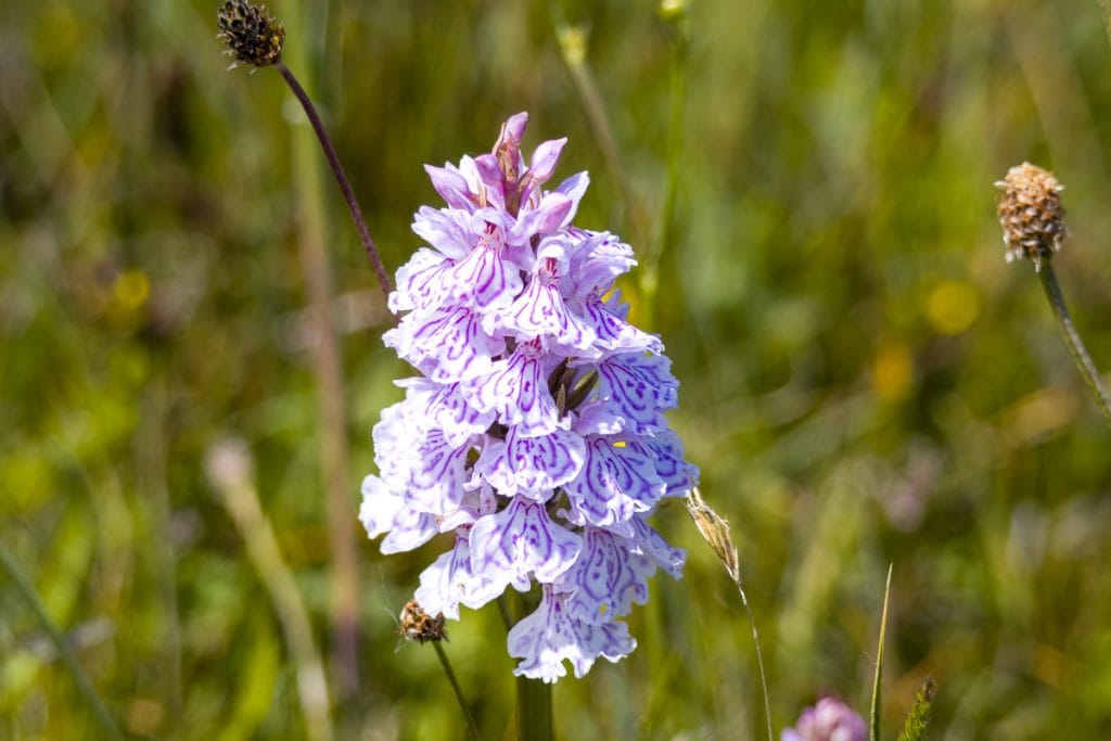 Gevlekte duinorchis