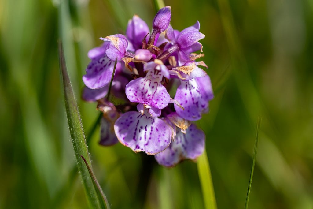 Gevlekte orchis