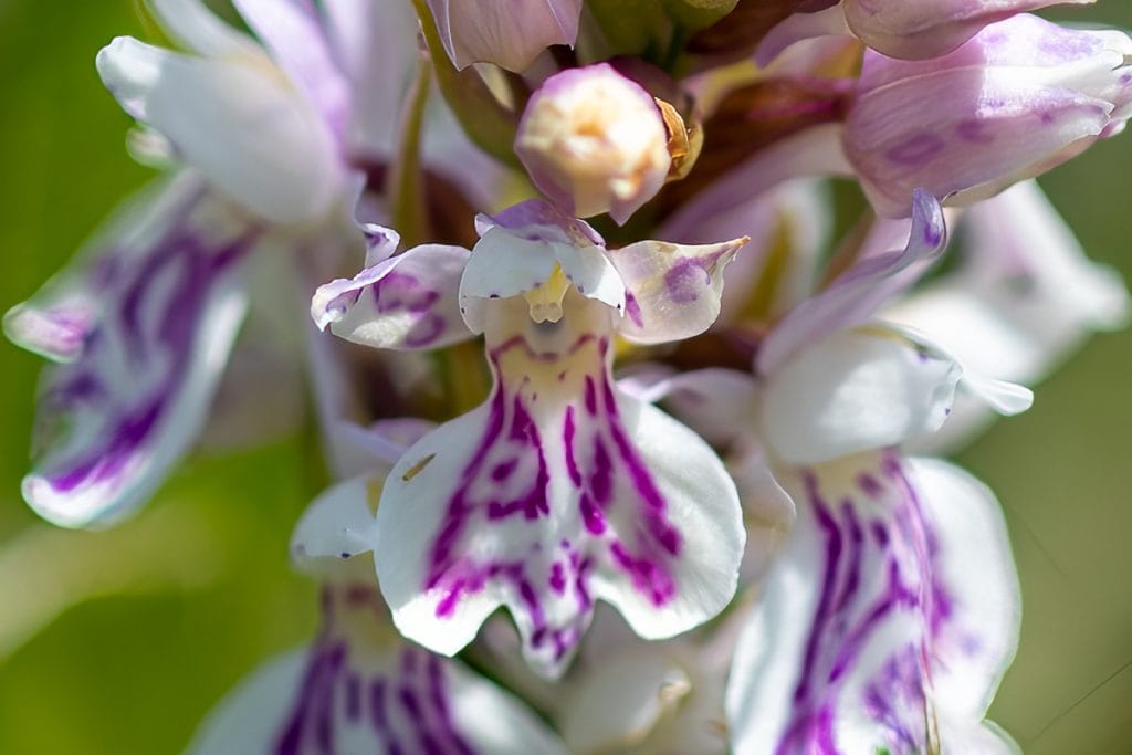 Gevlekte orchis