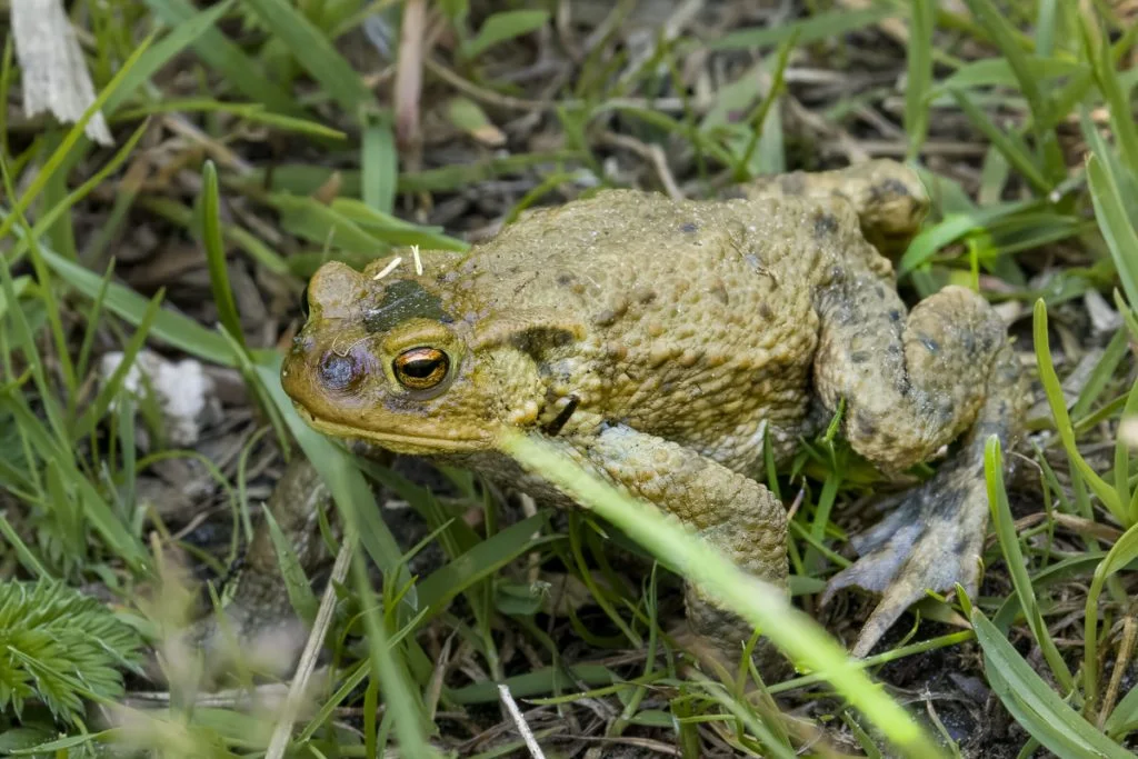 Bruine pad tussen groen gras in tuin