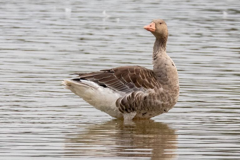 Grauwe gans