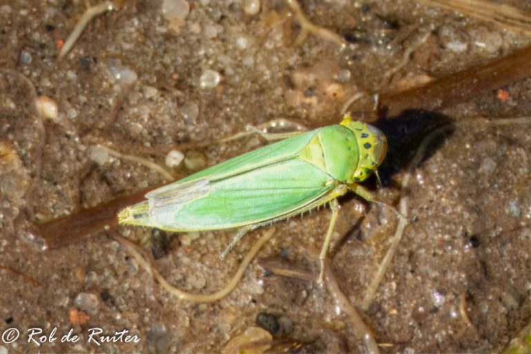 Groene cicade op zandgrond fotograaf Rob de Ruiter