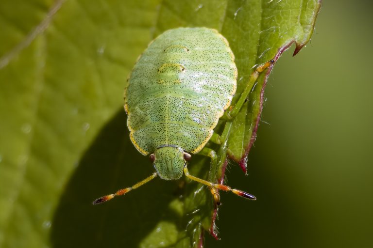 Groene wants op blad in close-up fotografie.