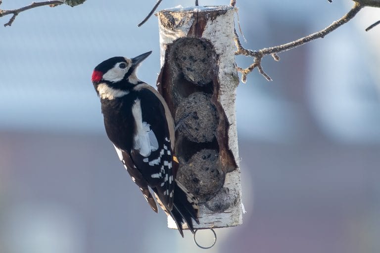 Grote bonte specht