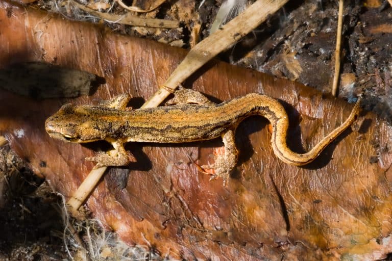 Bruine salamander op dor blad in bos
