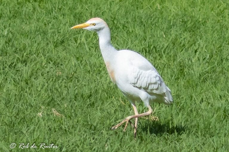 Koereiger