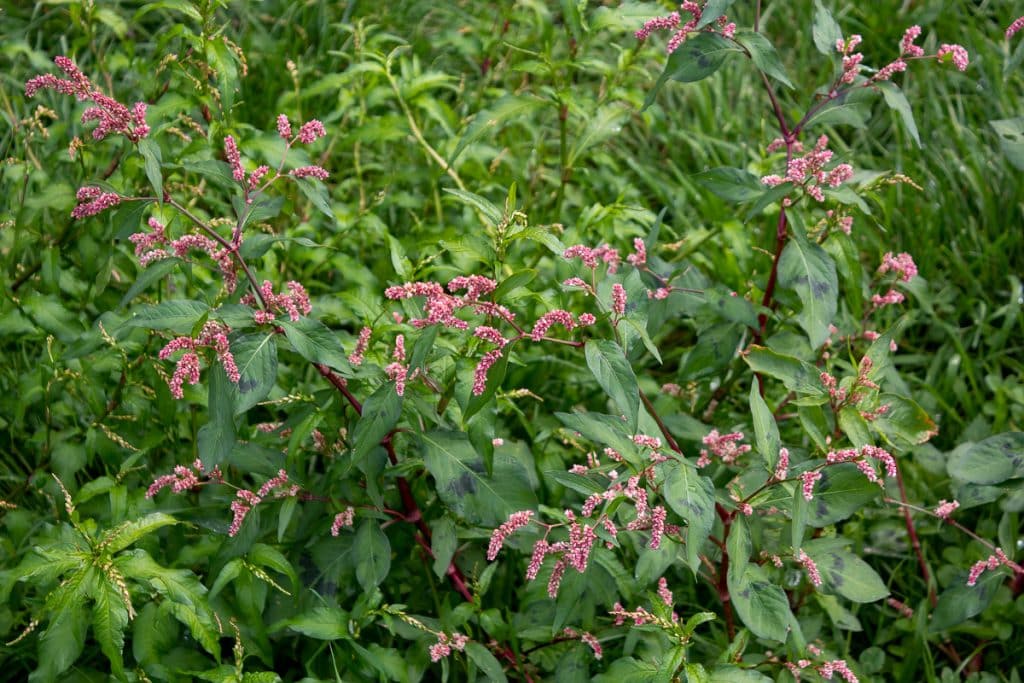 Perzikkruid