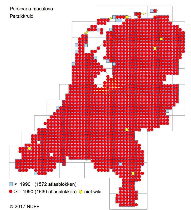 verspreidingskaart Perzikkruid