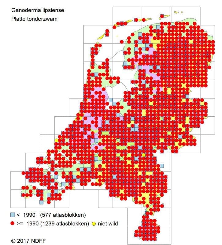 platte tonderzwam