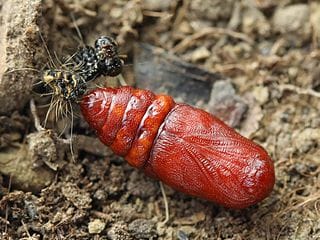 sint-jacobsvlinder,sint jacobsvlinder,jakobsvlinder