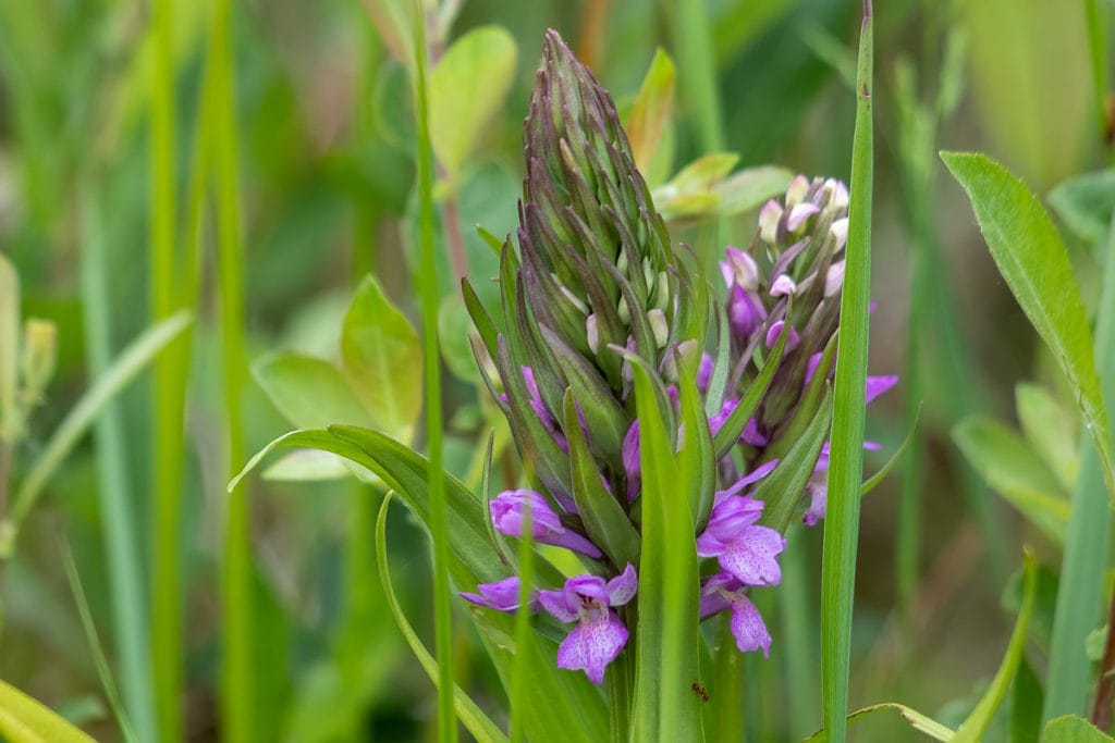 Rietorchis