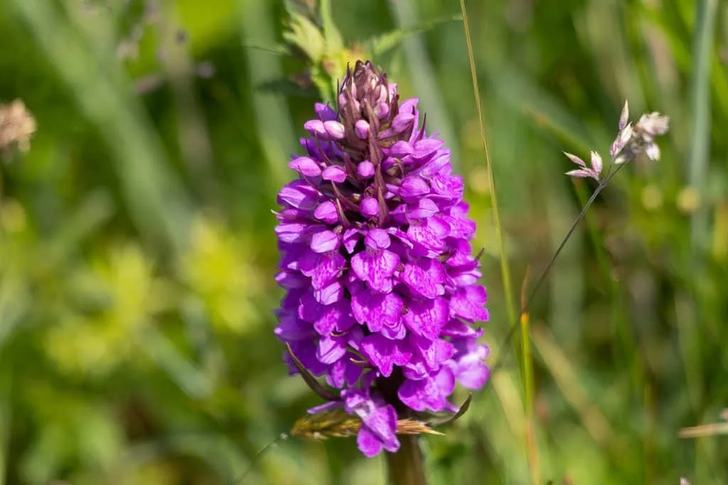 Rietorchis