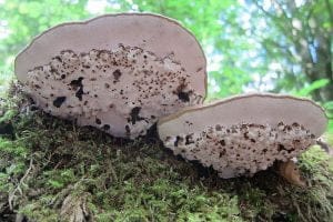 platte tonderzwam