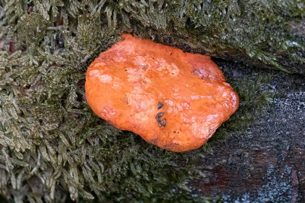 Vermiljoen&shy;houtzwam