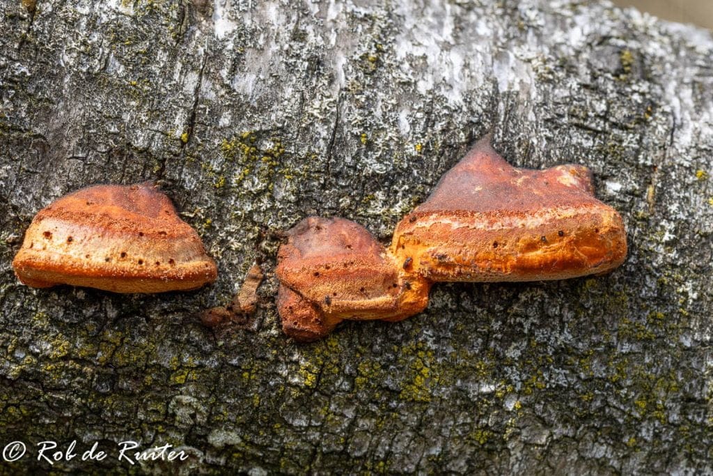 Vermiljoen&shy;houtzwam