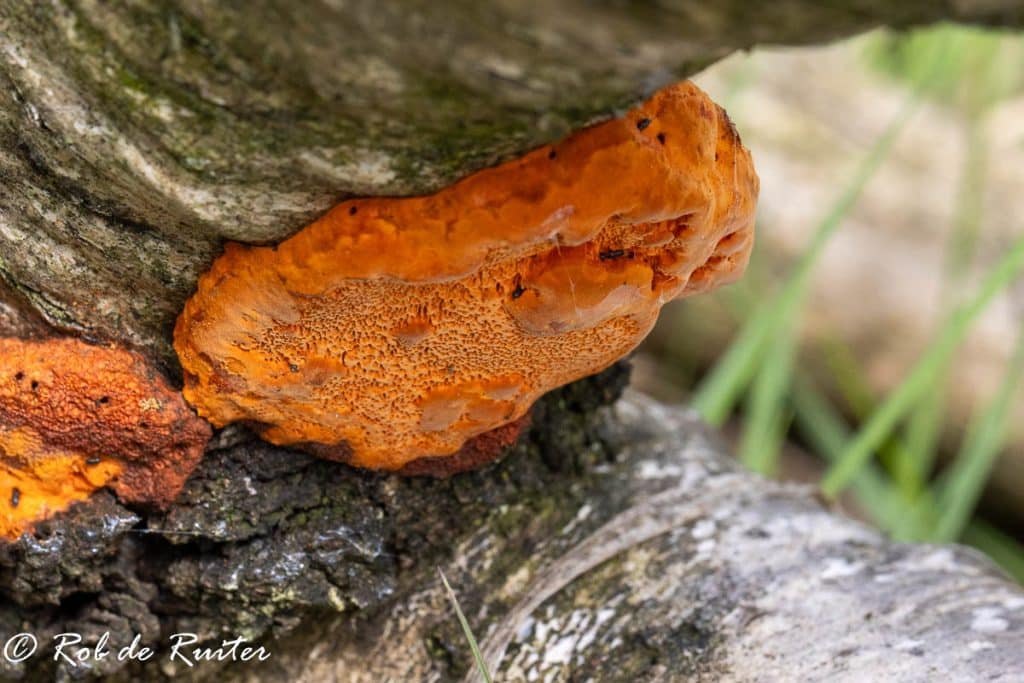 Vermiljoen&shy;houtzwam