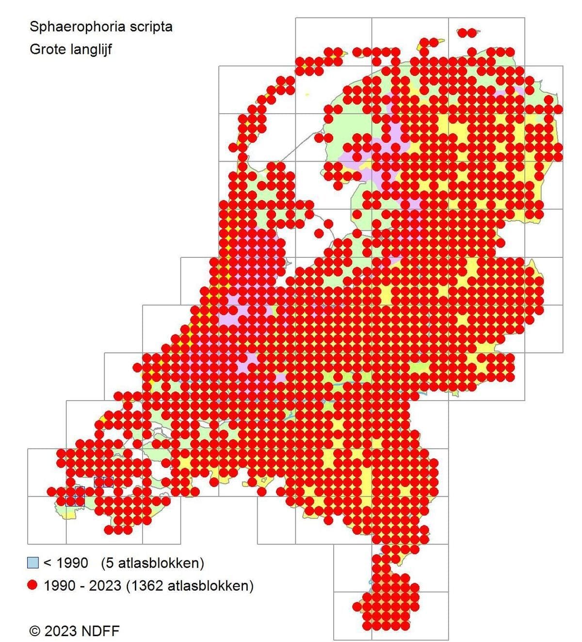 grote langlijf