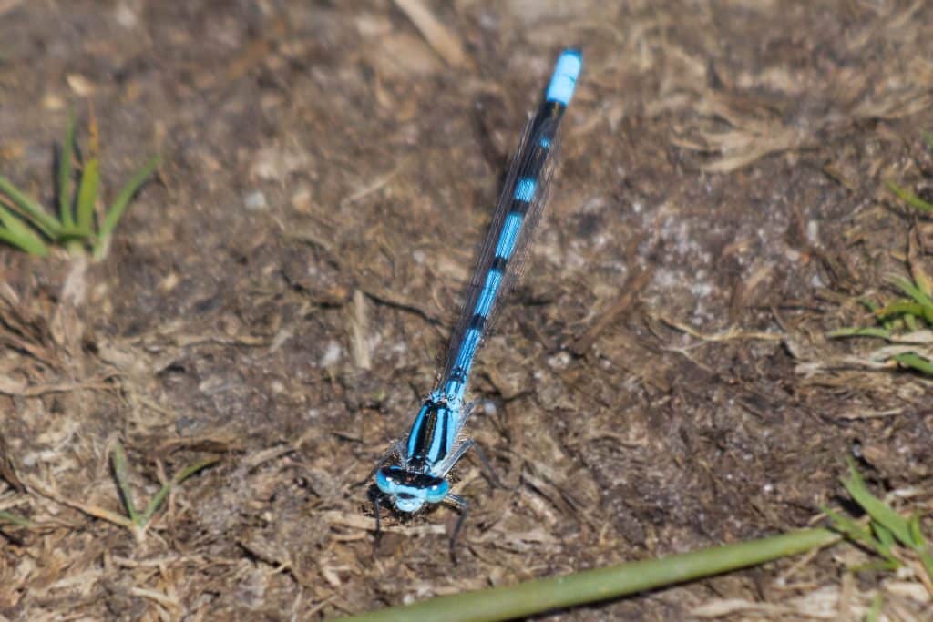 Watersnuffel