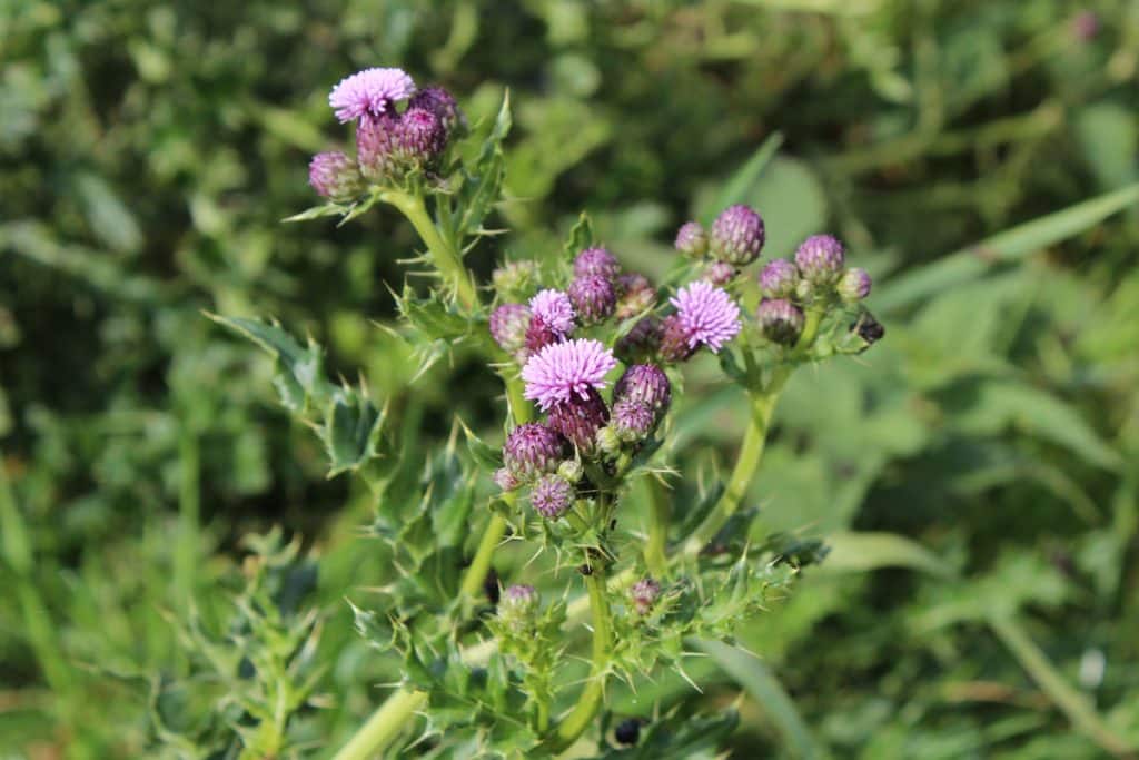 Akkerdistel