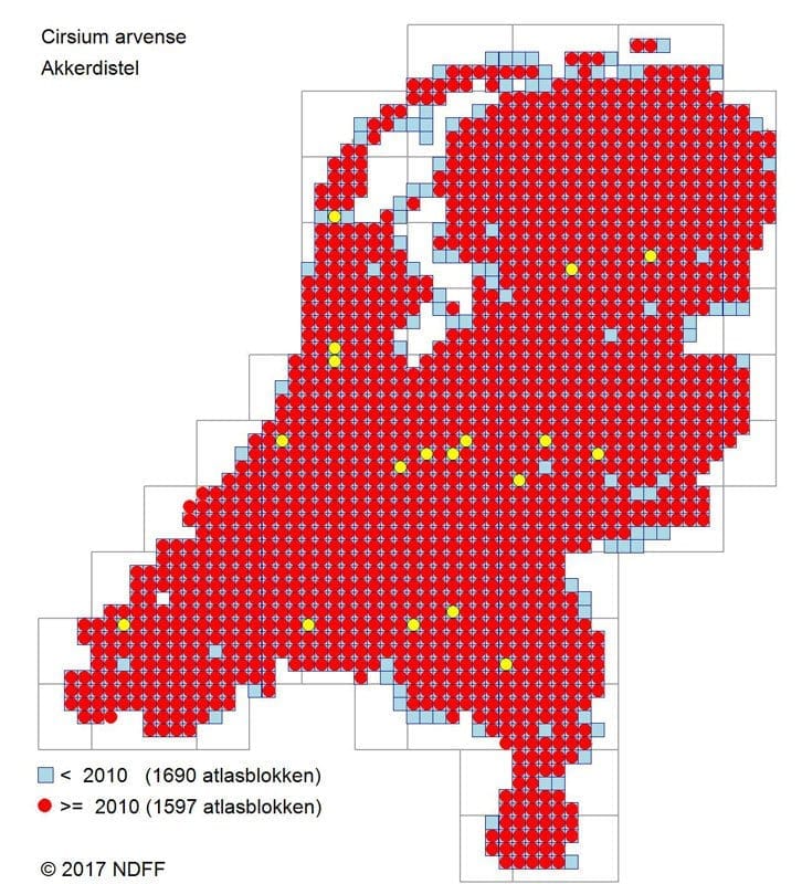 Verspreidingskaart Akkerdistel