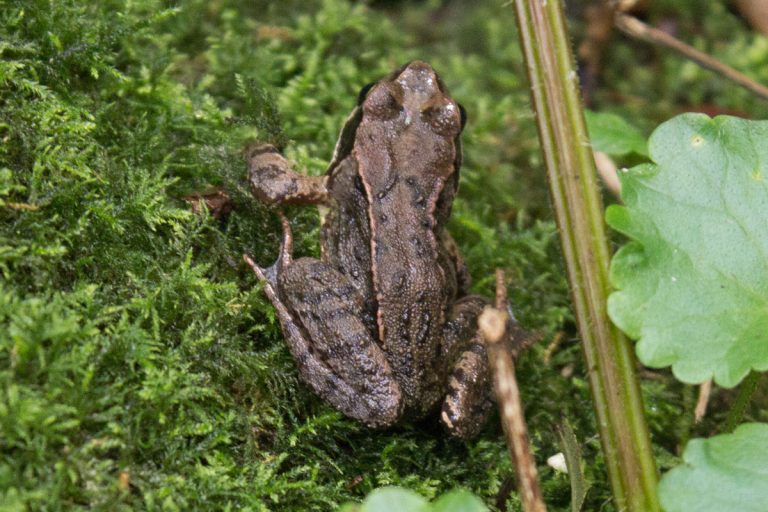 Bruine kikker op groene mosbodem in het bos.