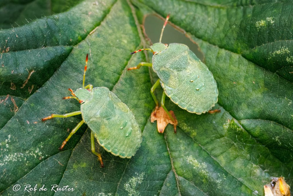 groene schildwants