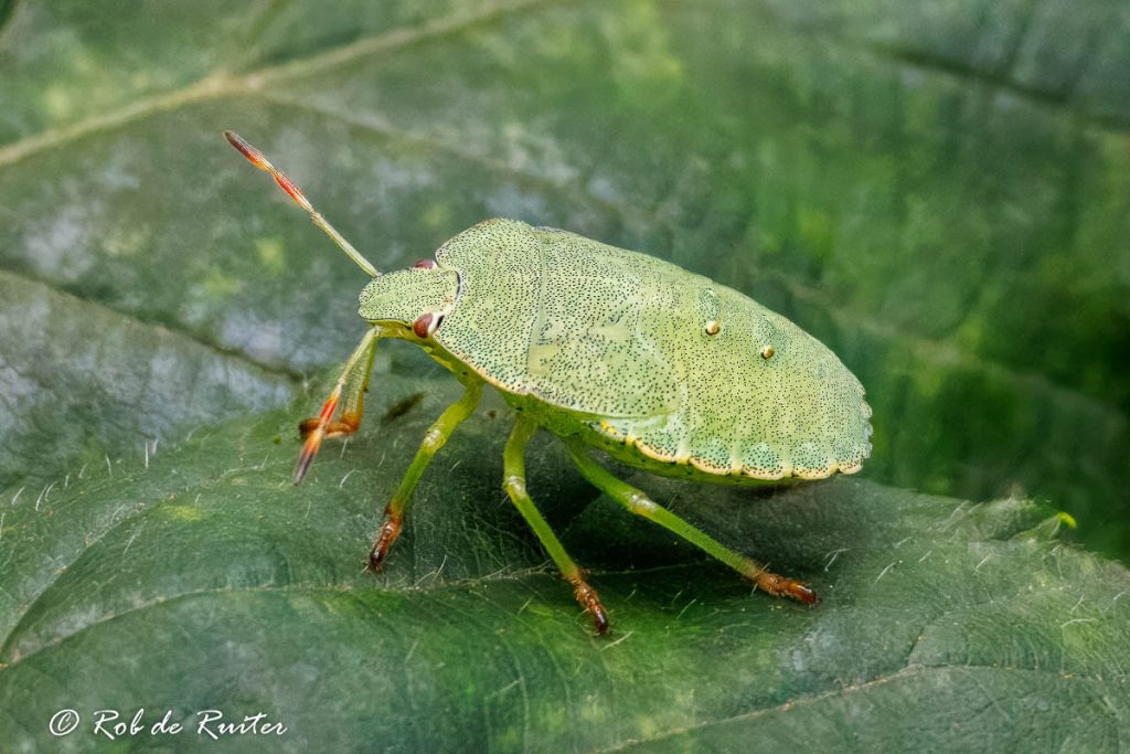 groene schildwants