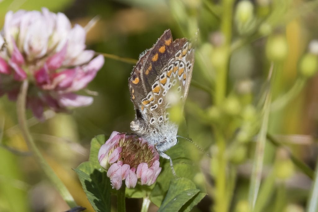 Vlinder op een roze klaverbloem