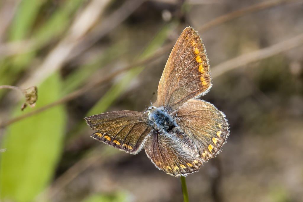 Bontgekleurde vlinder op een groene achtergrond