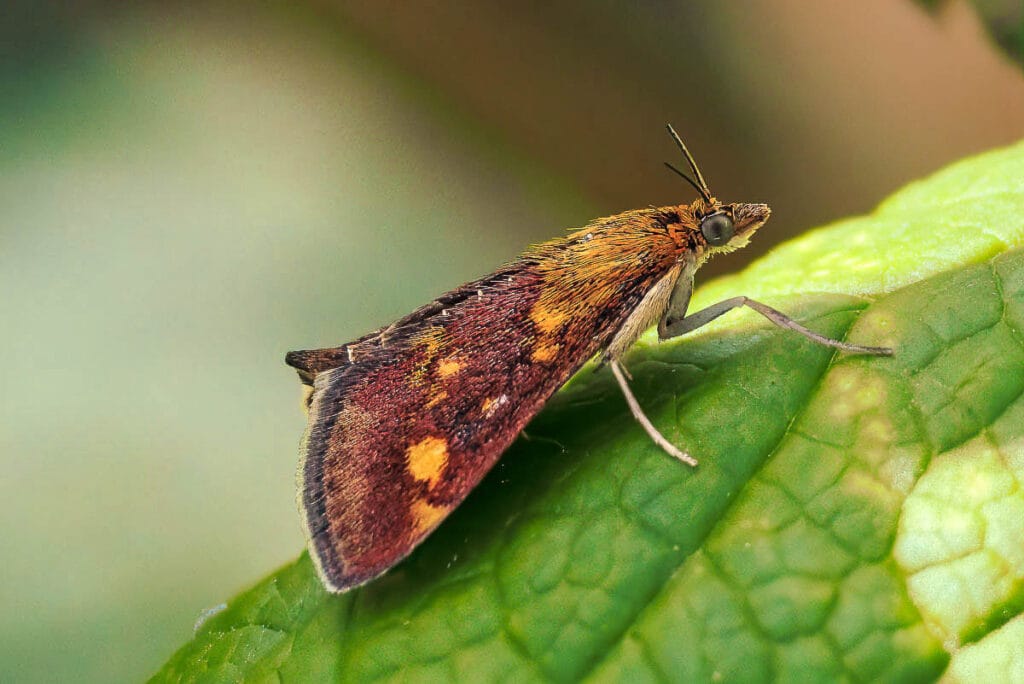 Bruin-oranje motje op een groen blad