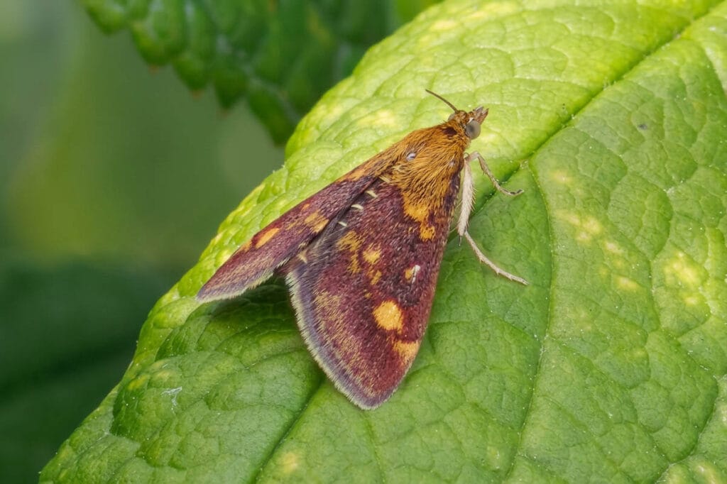 Bruinrode mot met gele vlekken op groen blad