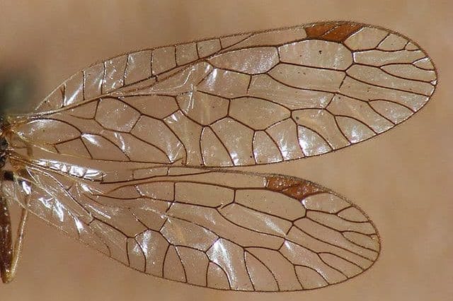 pterostigma-collection naturalis biodiversity center