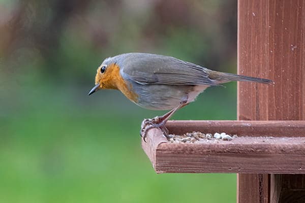 Roodborst