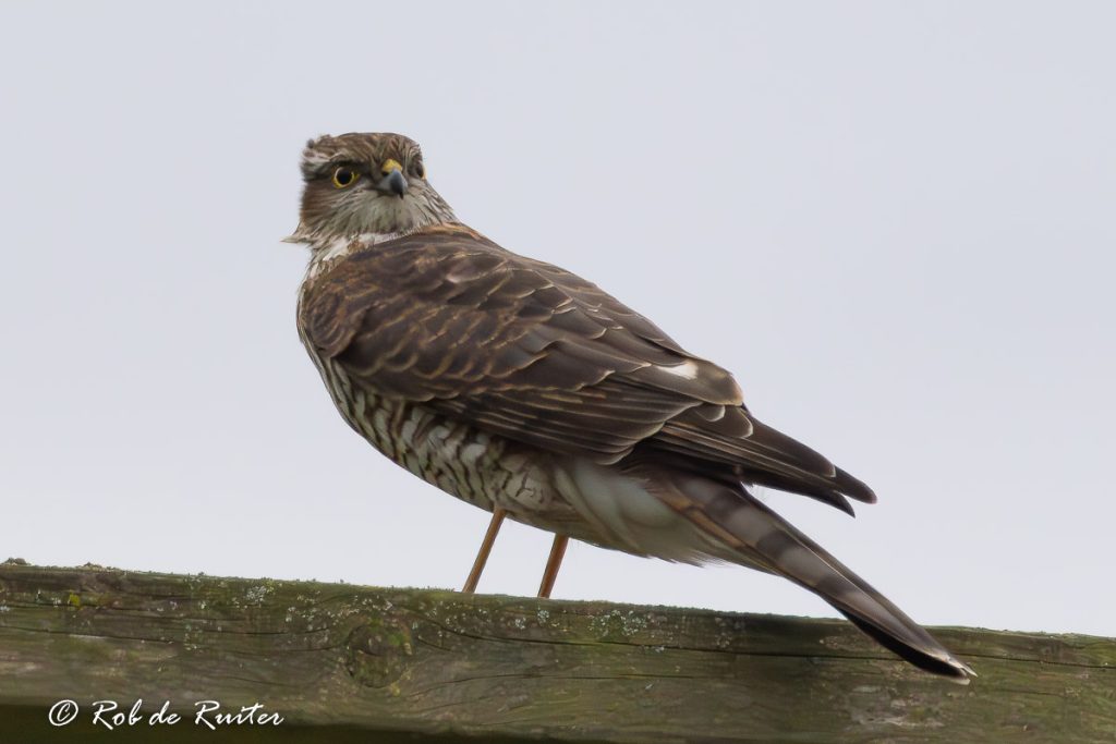 sperwer juveniel