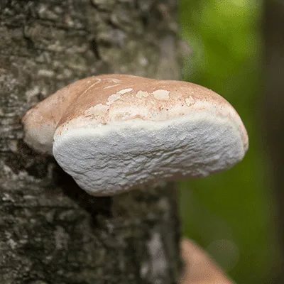 Buisjeszwammen éénjarig