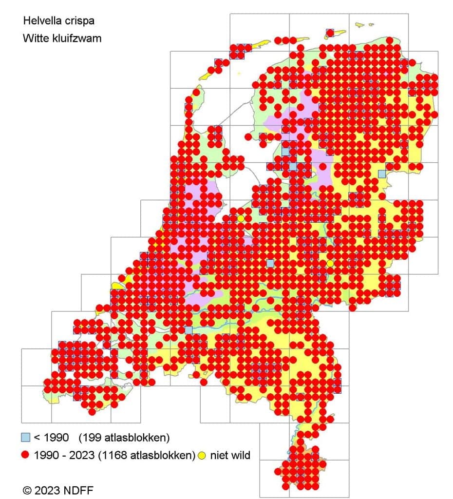 Verspreidingskaart witte kluifzwam