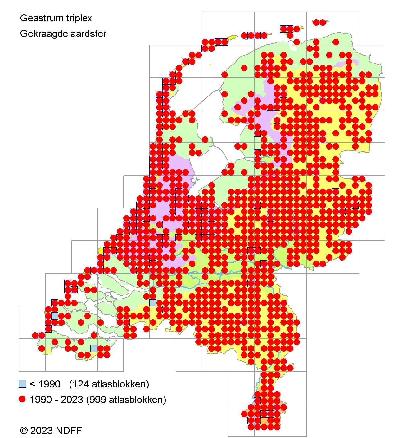 gekraagde aardster