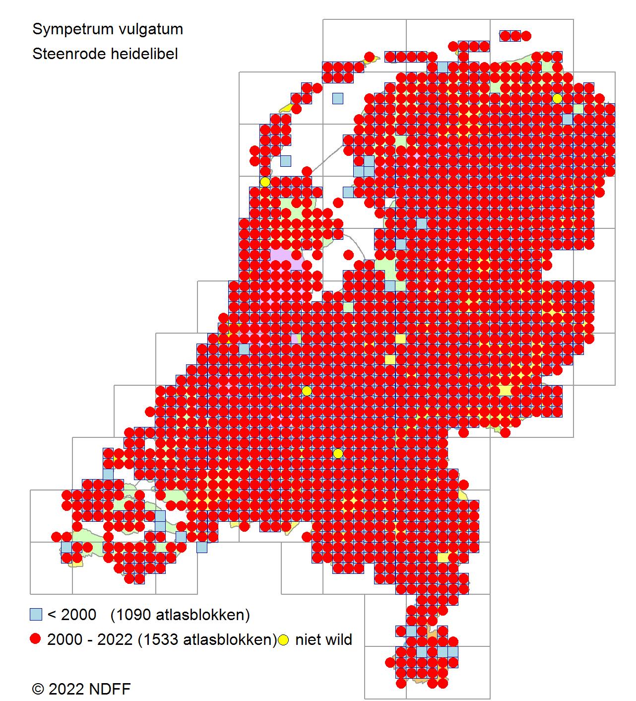 Steenrode heidelibel