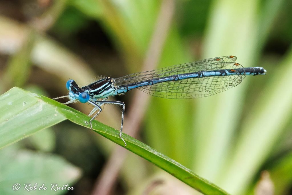 blauwe breedscheenjuffer