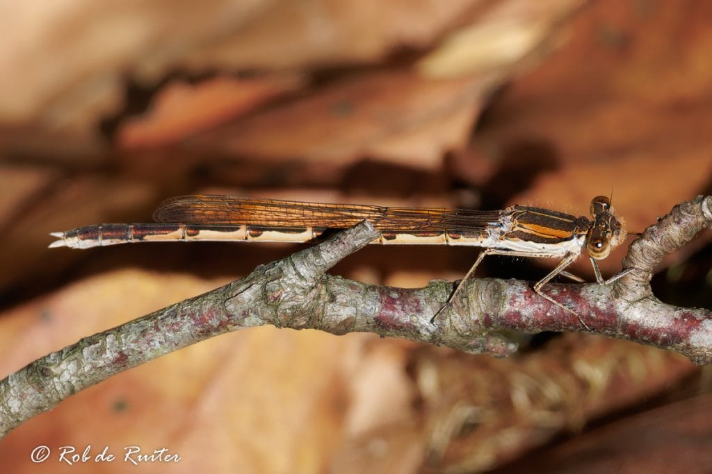 Damsel insect op tak tussen bladeren.