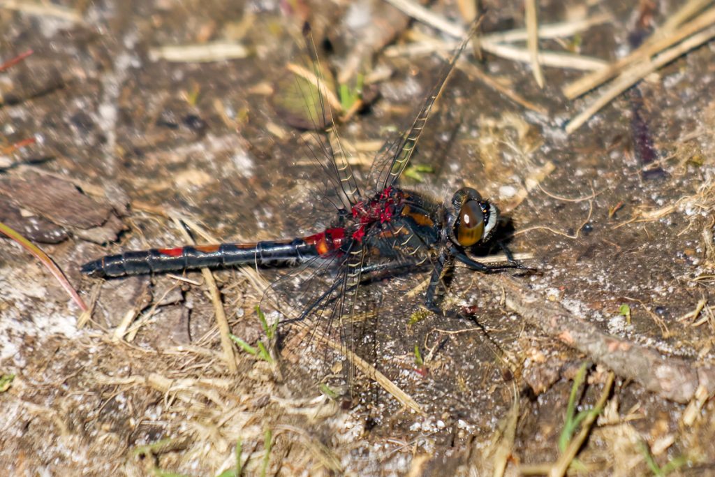 noordse witsnuitlibel