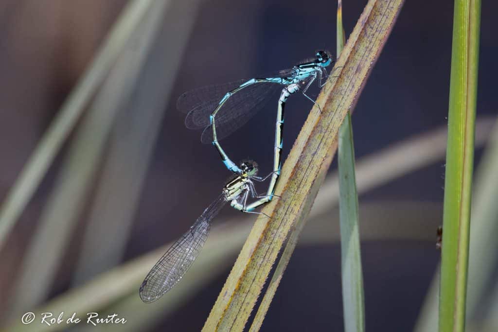 variabele waterjuffer