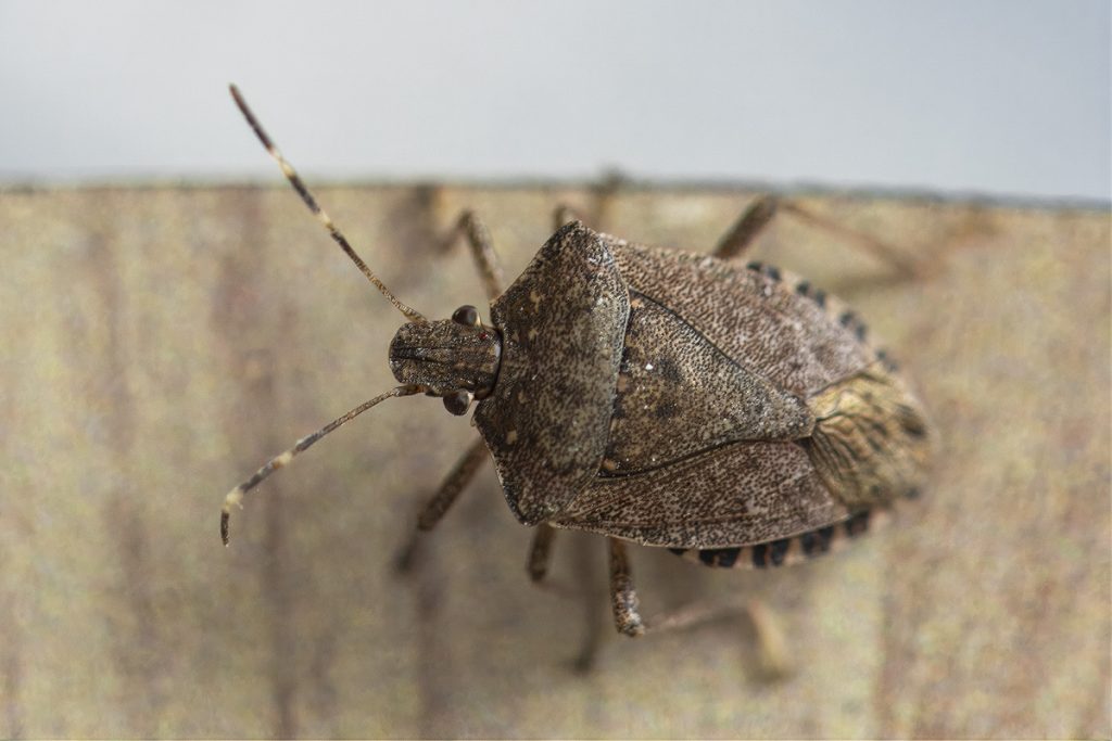 bruingemarmerde schildwants