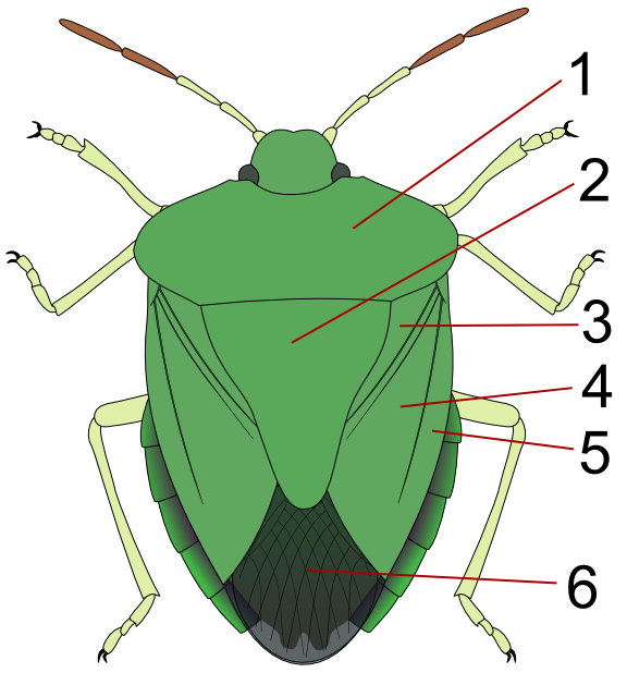 Corium , Author: Giancarlodessi , License: CC BY-SA 3.0